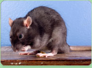 rat control Taunton