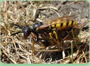 wasp control Taunton