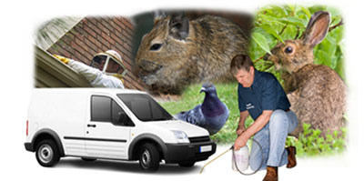 Taunton local van